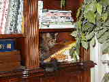 Click to see Pc250002.jpg