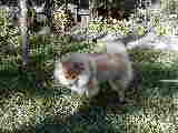 Click to see Pc260016.jpg